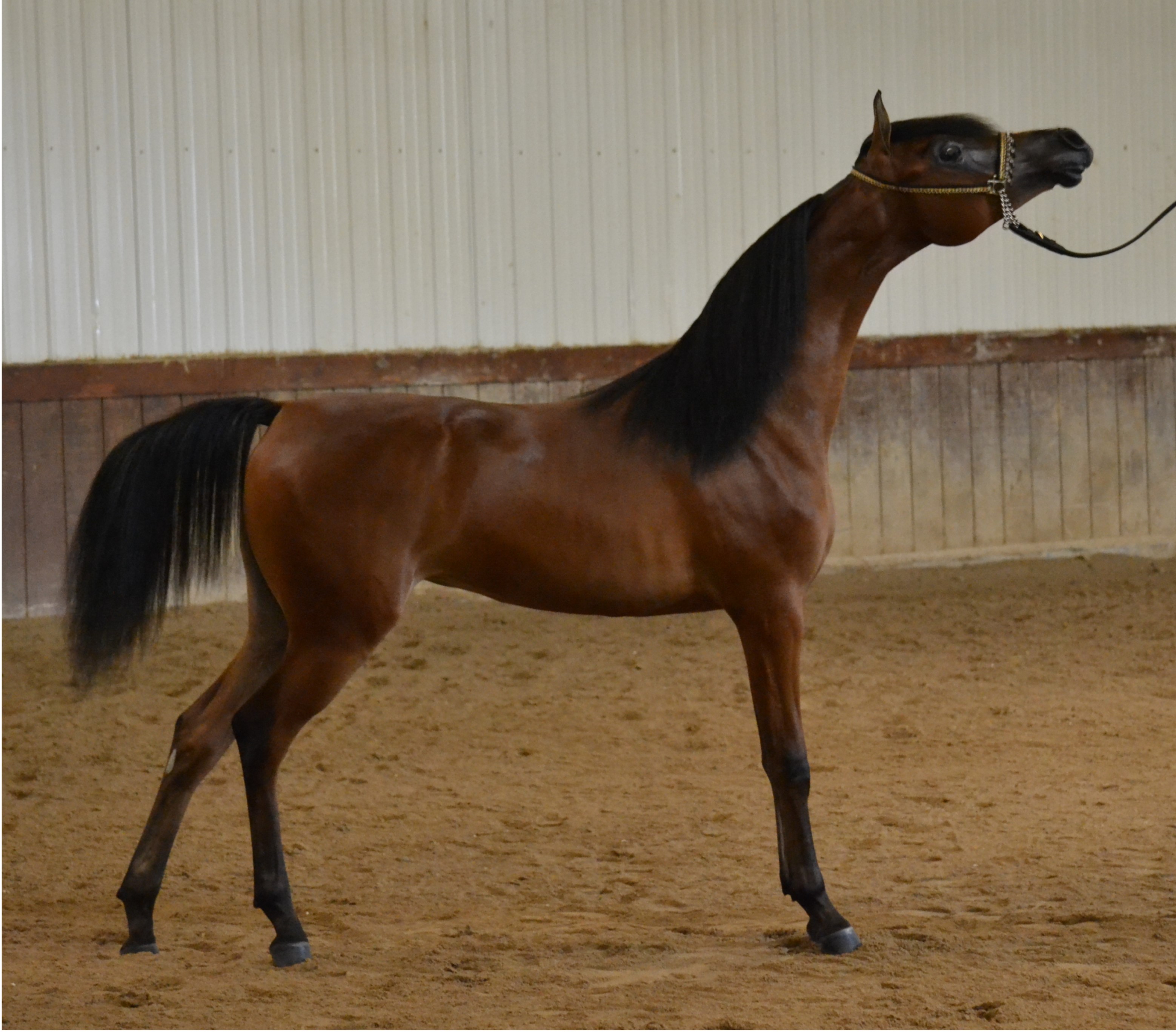 arabian and half arabian sale horses.