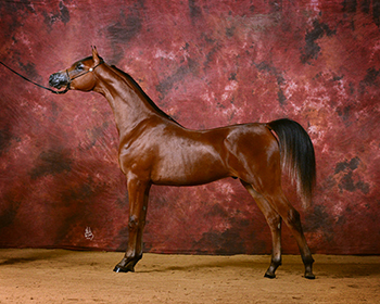 arabian and half arabian sale horses.
